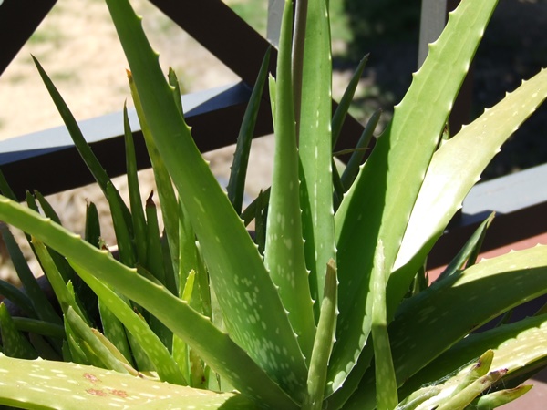 Aloe vera jedno od otkrića moderne medicine