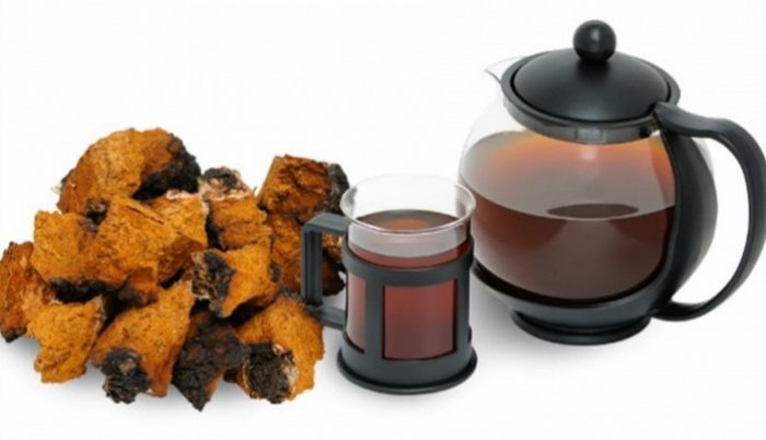 Čaga čaj - moćno oružje protiv raka