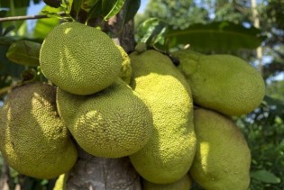 Nangka, egzotično voće iz Azije, moglo bi riješiti problem gladi u svijetu