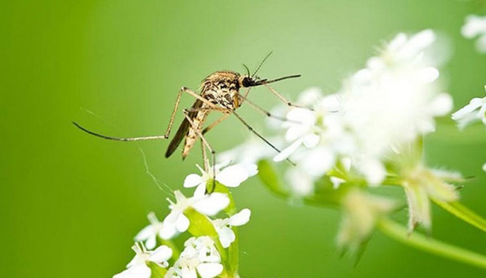 Biljke koje tjeraju komarce