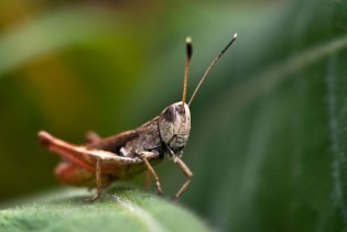 Konzumacija cvrčaka reducira upalne procese u organizmu