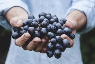 Grožđe sadrži esencijalne sastojke koji oporavljaju naše tijelo i čuvaju zdravlje