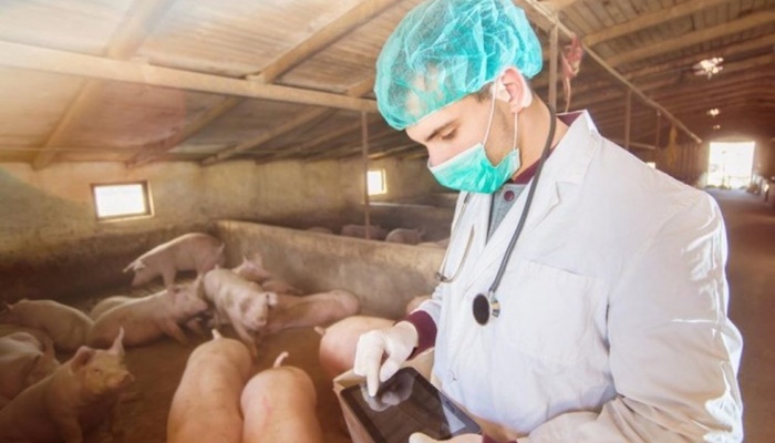 Afrička svinjska kuga na pragu BiH, nema opasnosti za zdravlje ljudi