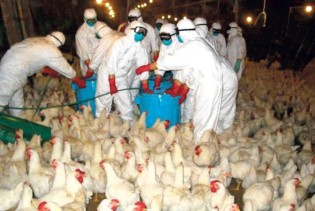 Upozorenje INZ-a: Slučajevi ptičije ili kokošije gripe mogući u BiH i regionu