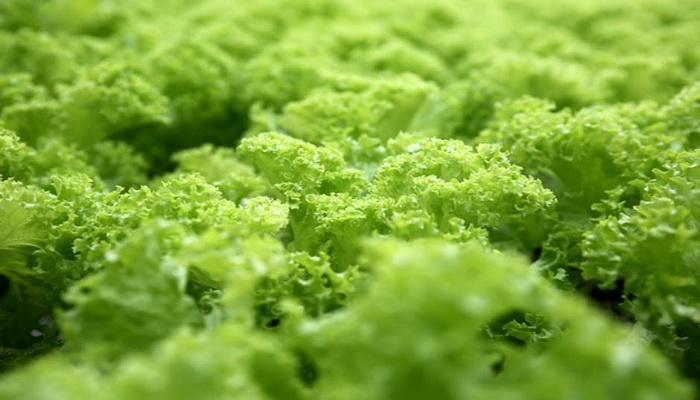 Zelena salata uzgojena u svemiru jednako ukusna i sigurna kao "zemaljska"