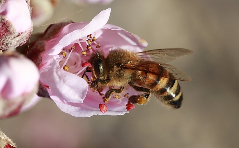 Otrov pčela uništava agresivne ćelije raka dojke