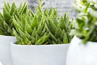 Zdravstvene prednosti aloe vere
