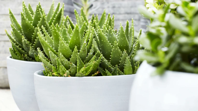 Zdravstvene prednosti aloe vere