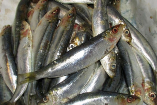 Koje su dobrobiti sardina