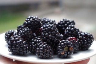 Izuzetna ljekovitost kupina, sadrže obilje vitamina