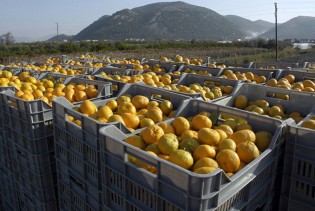 Ko se u dolini Neretve koristi zabranjenim pesticidima!?