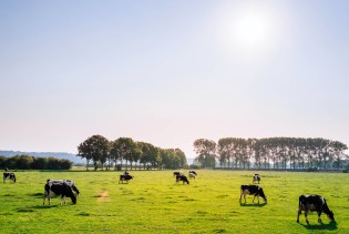 Antistres terapija: Farma na sjeveru Engleske omogućava posjetiteljima da maze ili četkaju krave