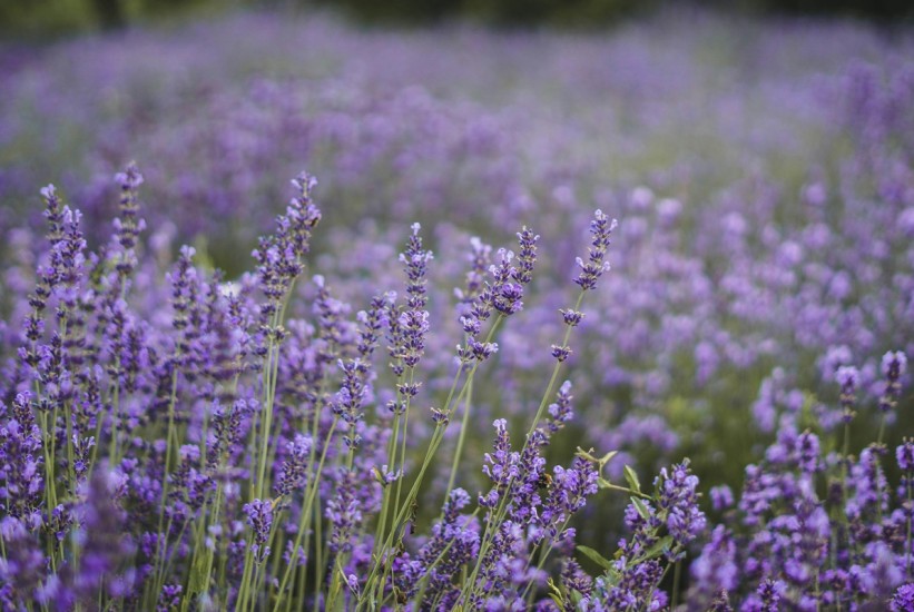 Prirodni lijek za smirenje: Lavanda