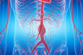 Aorta  prepoznata kao zaseban ljudski organ