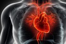 U Europi svaki dan umre 10.000 ljudi od kardiovaskularnih bolesti