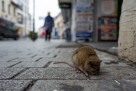 Zabrinjavajuće: Ozbiljna zaraza prijeti Kantonu Sarajevo