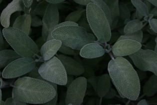 Snaga kadulje: Tradicionalna biljka s savremenom upotrebom