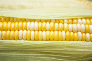 Zdravstvene koristi konzumiranja kukuruza šećerca
