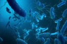 Kako se učinkovito osloboditi infekcije Escherichia coli