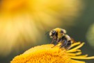 Nova istraživanja pokazala da pčele mogu osjetiti rak pluća