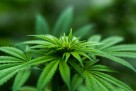 Marihuana smanjuje ključan dio mozga, otkrila nova studija