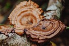 Ganoderma lucidum regeneriše jetru i smanjuje upalne procese