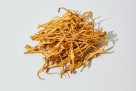 Gljiva koja obećava: Cordyceps militaris smanjuje dioptriju