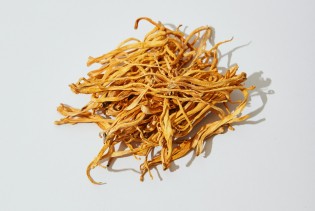 Gljiva koja obećava: Cordyceps militaris smanjuje dioptriju