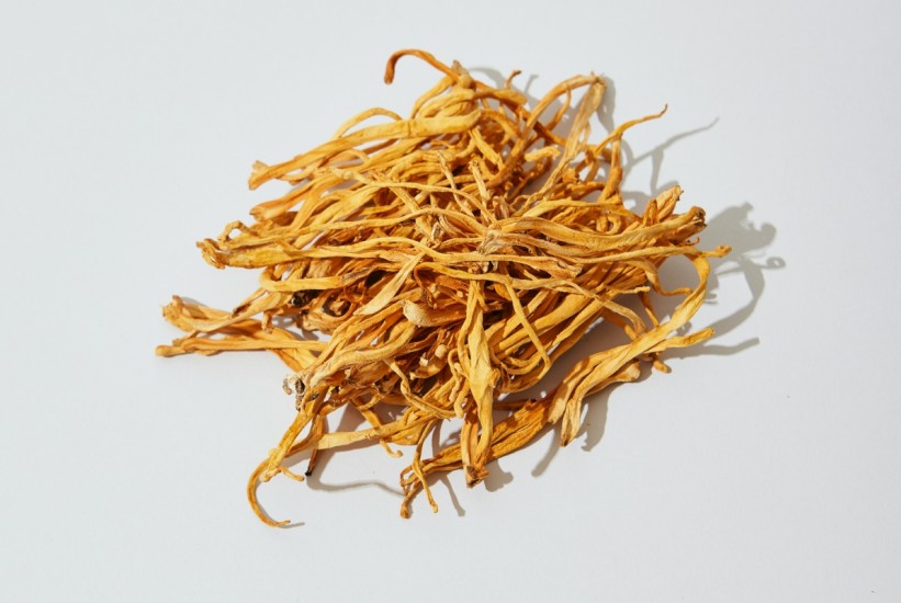 Gljiva koja obećava: Cordyceps militaris smanjuje dioptriju