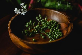 Koriander gasi vatru alergija