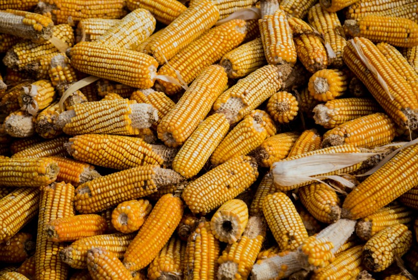 Kukuruz može ugroziti zdravlje dijabetičara