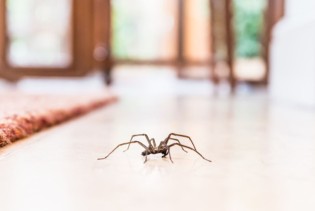 Imate strah od pauka? Ova mješavina ih drži dalje od vašeg doma
