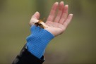 Spas kod uboda pčele, ose ili stršljena: Kako ublažiti bol, otok i svrab?