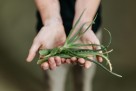 Aloe vera uništava upalu i bol nakon uboda pčele za nekoliko sekundi