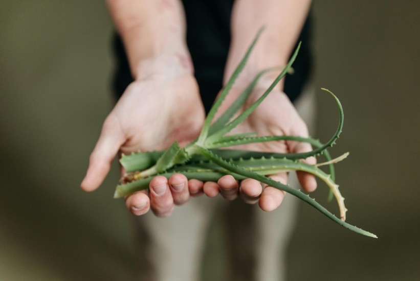 Aloe vera uništava upalu i bol nakon uboda pčele za nekoliko sekundi