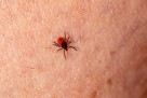 Virus krpelja: Raste li prijetnja krimsko-kongoanske groznice u BiH?