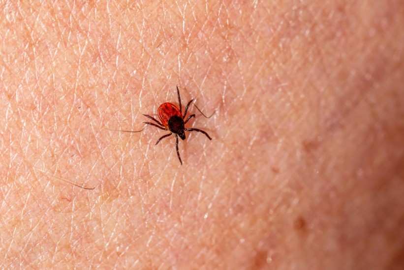Virus krpelja: Raste li prijetnja krimsko-kongoanske groznice u BiH?