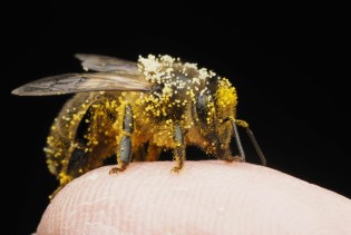 Ubod pčele može izazvati psihotične epizode