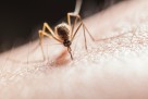 Zdravstvene prijetnje: Komarci šire nove bolesti u Europi