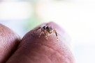 Šta učiniti ako vas ujede pauk: Kada je bezopasno, a kada treba ljekar?