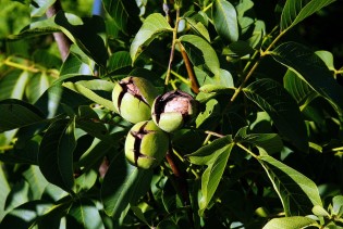 List oraha – zaboravljeno blago prirode