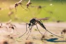 Virus Zapadnog Nila, chikungunya i denga: Sve više komaraca prenosi bolesti širom Europe