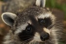 ZOO koji liječi: Upoznajte Bambi vrt – mjesto gdje životinje čuvaju dječije zdravlje