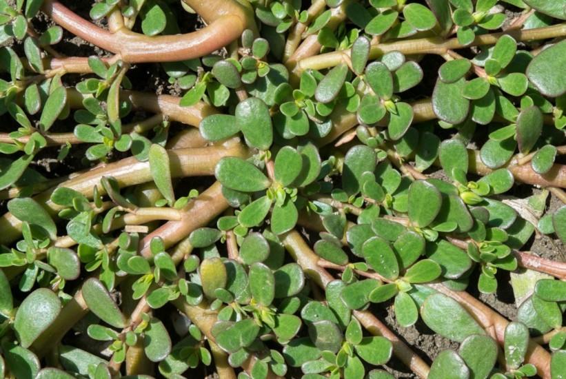 Kako skromna biljka može postati vaš najbolji saveznik za zdravlje