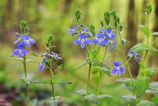 Prirodni način da olakšate probavne i disajne probleme