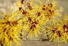 Hemoroidi, modrice i svrbež? Hamamelis je odgovor!