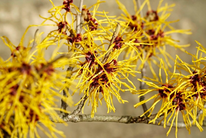 Hemoroidi, modrice i svrbež? Hamamelis je odgovor!