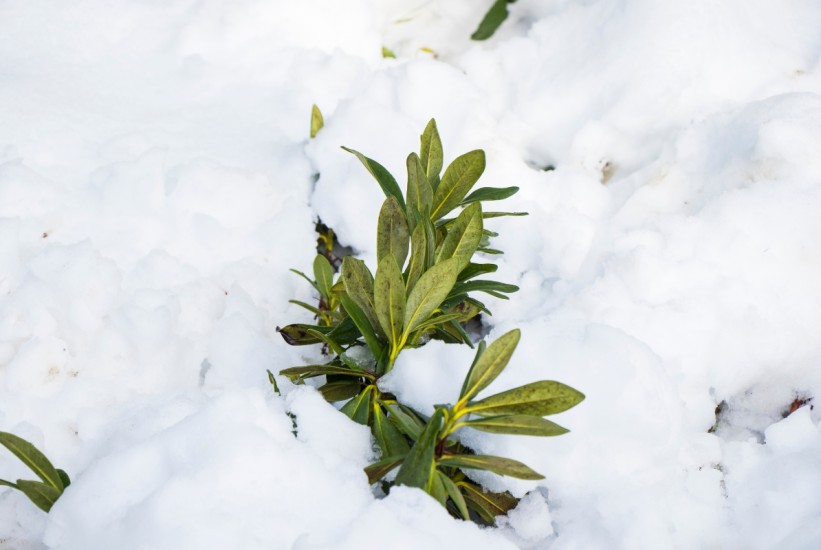 Ljekovite biljke za hladne mjesece – prirodna terapija iz vrta