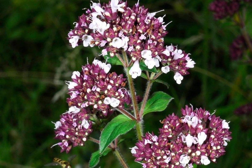 Tajna stare medicine – Ljekovita snaga vranilove trave!