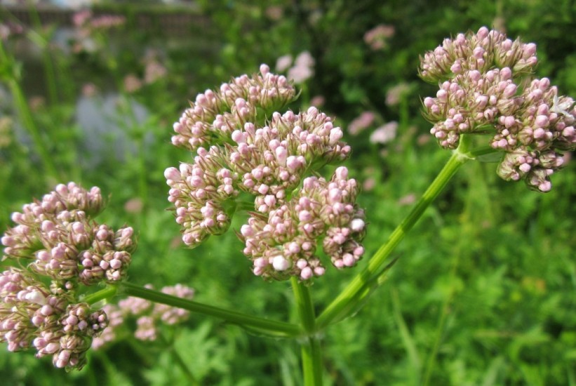 Nesanica više nije problem: Ove biljke vraćaju miran san